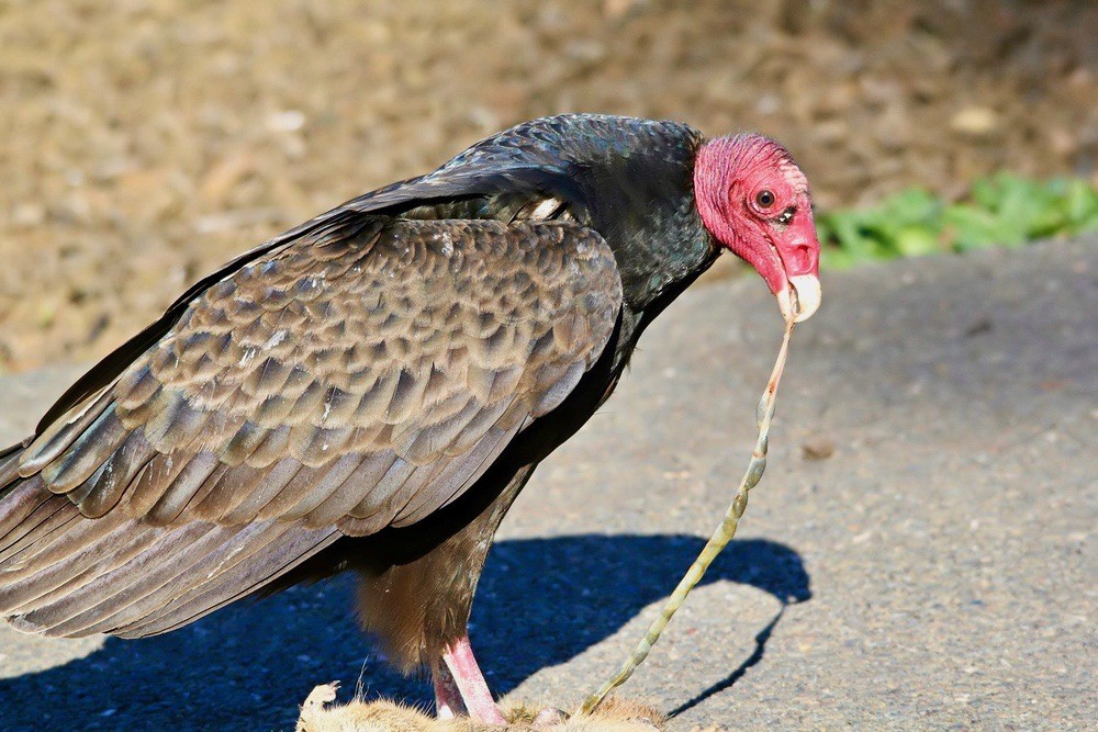 A Turkey Vulture scavenges on a dead squirrel near Milpitas, CA by Shravans14 is licensed under CC BY-SA 4.0.